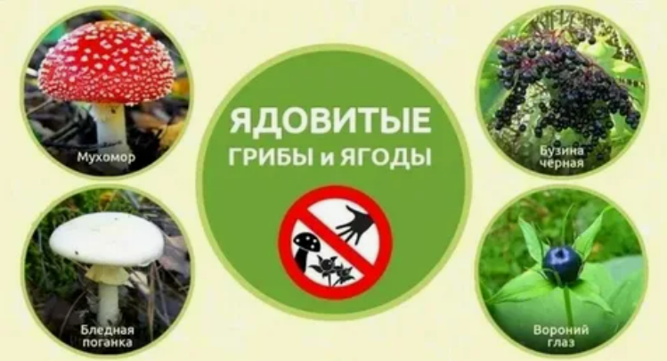 "Безопасное поведение в лесу!" "Безопасное поведение в лесу!".
